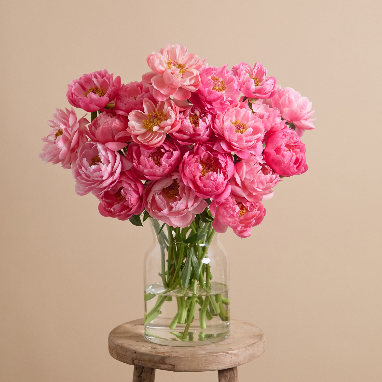20 peonies Coral Charm flower bouquet | Send flowers online | Peony Charm | size: showstopper
