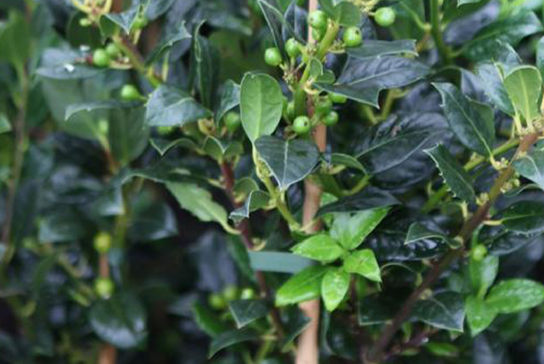 Spinless Holly Shrub - Evergreen, Wildlife-Friendly, 6m Max Height | Wowcher